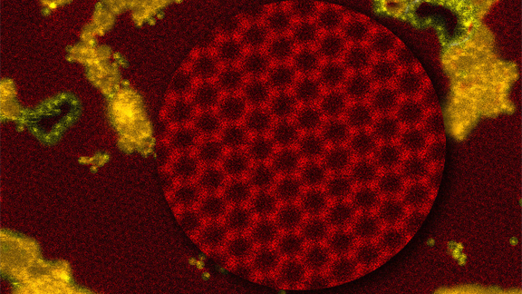 Researchers created nanopores in graphene (red, and enlarged in the circle to highlight its honeycomb structure) that are stabilized with silicon atoms (yellow) and showed their porous membrane could desalinate seawater.