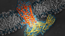 This illustration shows arrestin (yellow), an important type of signaling protein, while docked with rhodopsin (orange), a G protein-coupled receptor.