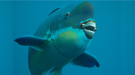 Scientists studied the microstructure of the coral-chomping teeth of the steephead parrotfish, pictured here, to learn about the fish’s powerful bite.