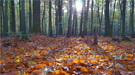Dead leaves are a common source of carbon that makes its way into the soil and then into the atmosphere.