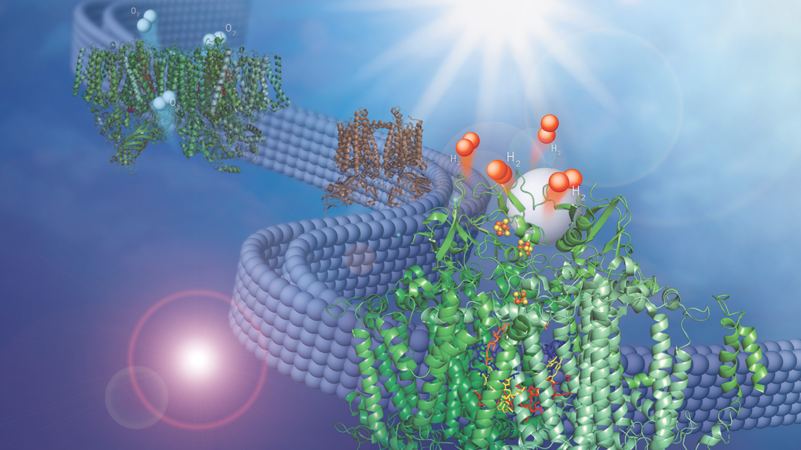 This image shows two membrane-bound protein complexes that work together with a synthetic catalyst to produce hydrogen from water. (Image by Olivia Johnson and Lisa Utschig.)