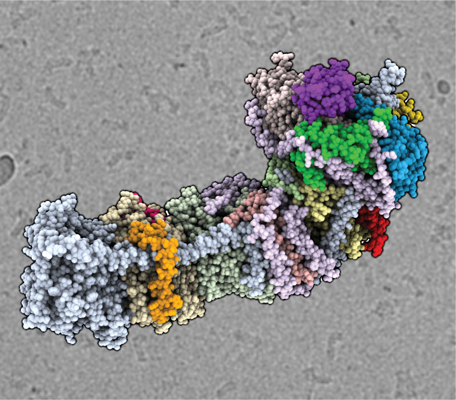 The cryo-EM structure of the NAD(P)H dehydrogenase-like complex (NDH). The atomic coordinate model shown as spheres, colored according to the different subunits, in front of an electron micrograph of frozen NDH particles in the background