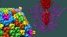 Shown on the left is a surface rendered diagram of adenovirus illustrating the organization of the major and minor capsid proteins (in different colors) on the outer capsid (protein shell of the virus). On the right is a close-up view of the penton base-fiber complex found at the vertices of the adenovirus particle, highlighting the electron density (red) corresponding to the shaft region of the fiber molecule inserted deep into the pore formed by the pentameric penton base molecules