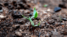 A seedling