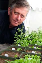 Purdue University’s Clint Chapple shown with Arabidopsis plants in cultivation.