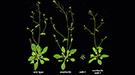 Showing a wild type Arabidopsis, a plant with just the two Mediator mutations, a dwarf mutant with reduced lignin production, and a mutant with all three mutations, restored to wild-type size.