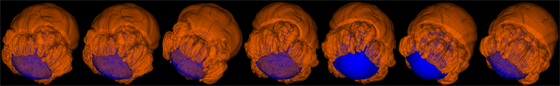 Images from a computer simulation of an exploding white dwarf star. The orange represents the flame that nuclear ash follows as it pops out of the star, while the blue approximately marks the surface of the star.   The star is approximately the size of the Earth, but contains a mass greater than the sun's.  The images come from a simulation that was presented at the “Paths to Exploding Stars” conference March 22 2007 in Santa Barbara, Calif., by University of Chicago scientists.