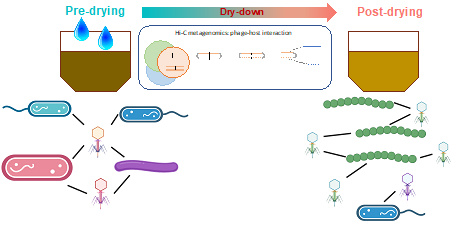 High-Throughput Chromosome Conformation Capture technology allowed scientists to detect bacteriophage-host infection networks and how they varied between dry and wet soil. 