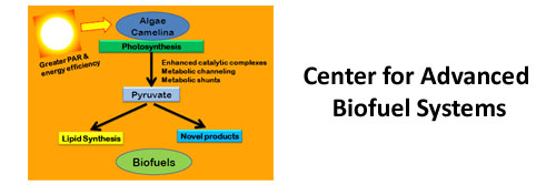 Center for Advanced Biofuel Systems (CABS)
