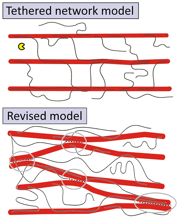 Polymeric sugars called Xyloglucans (black lines) were thought to tether cellulose microfibrils (red lines) in primary cell walls (top panel).