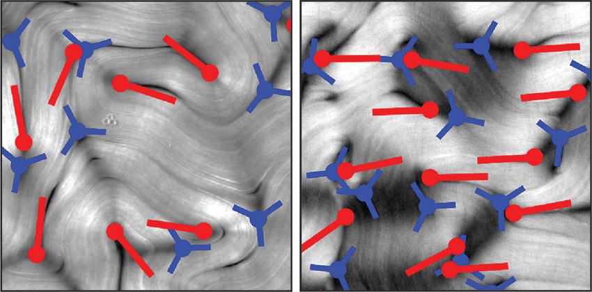 Defects (red and blue markings) surprisingly self-organize in active liquid crystal film of protein filaments and such dynamic reorganization could lead to new approaches for designing self-healing materials.