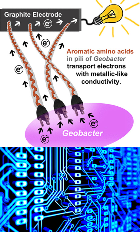 The discovery that electrically conductive, hair-like filaments on the surface of Geobacter bacteria could mark a new paradigm for the employment of biological materials in nanoscale electron devices.