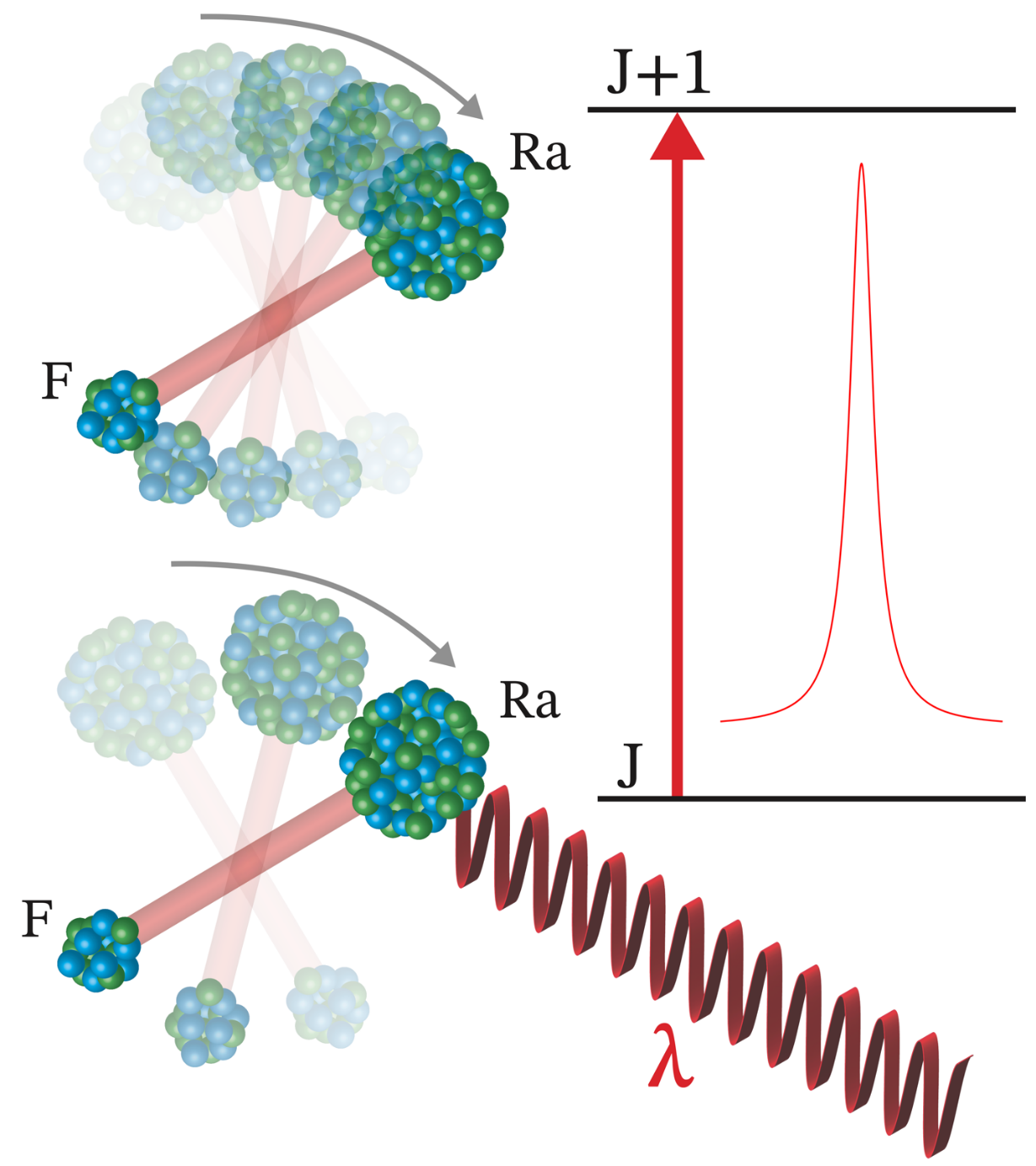 Using lasers with precisely tuned frequency, λ, physicists control rotational states of radium monofluoride molecules and excite specific rotational levels, characterized by the quantum number, J. These excitations manifest as sharp spectral peaks.